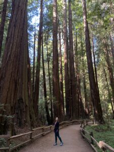A woman poses looking up at giant redwood trees