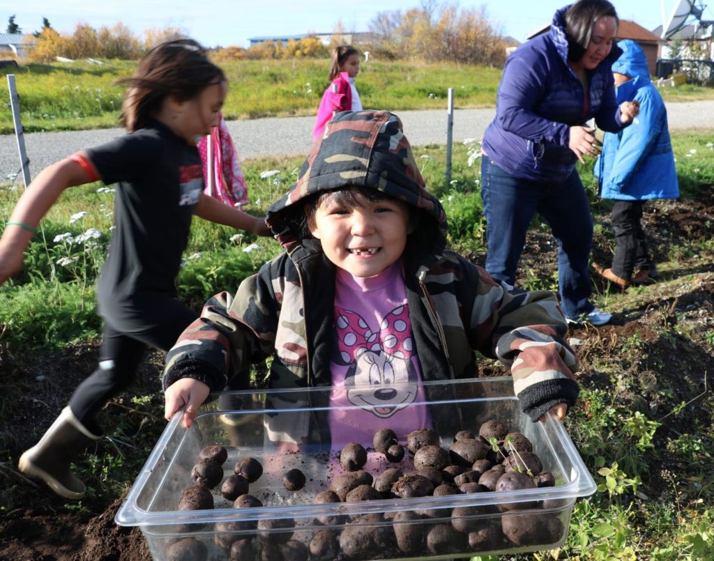 A young girl holds a plastic bin filled with freshly-harvested potatoes. Behind her, an adult and several children are working in a garden.
