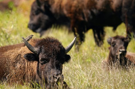 An image of three bison laying in prairie grassland