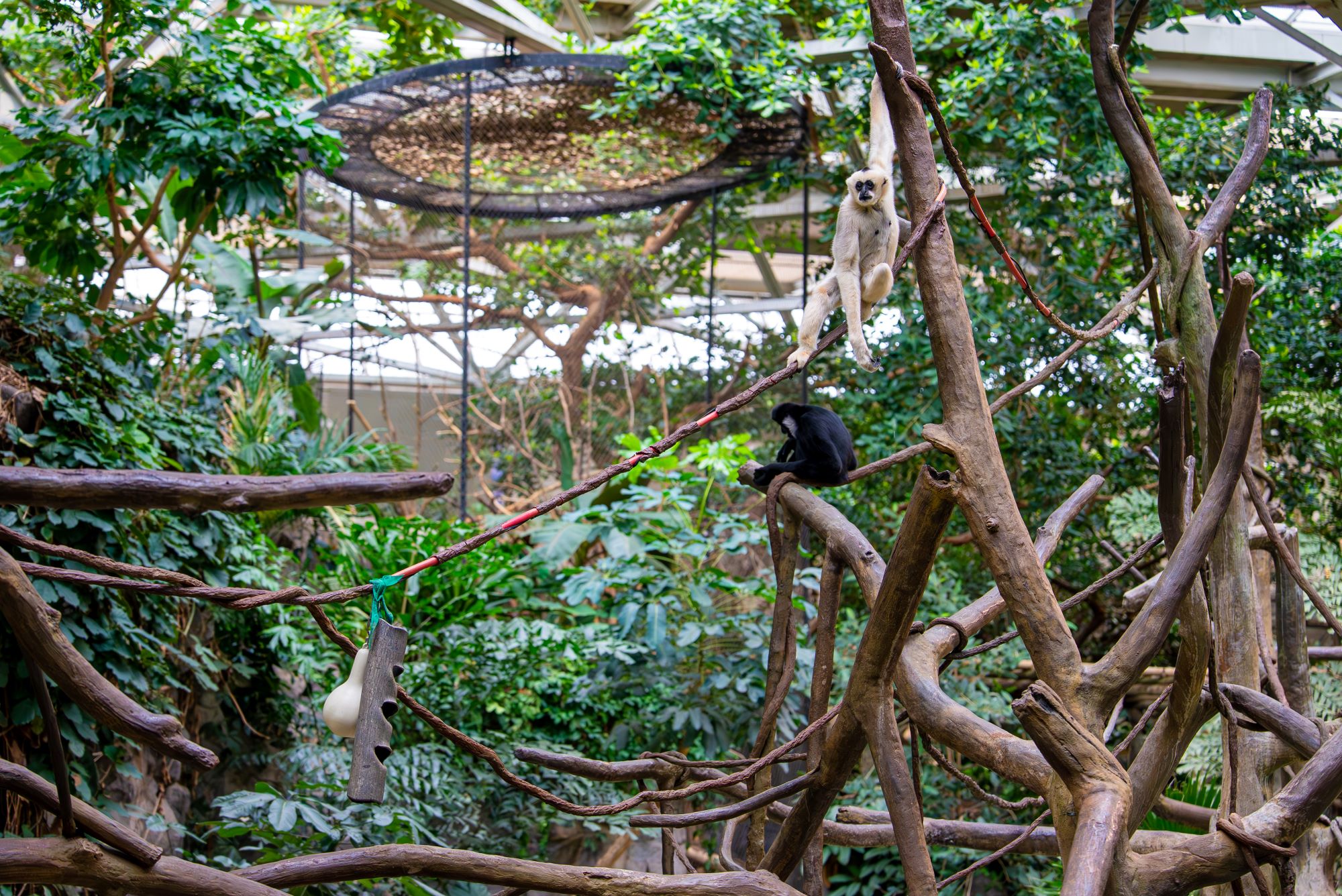 A gibbon hangs from a tree branch at the zoo